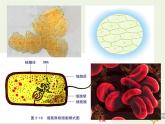 新人教版高中生物必修1第三单元细胞膜的结构和功能课件