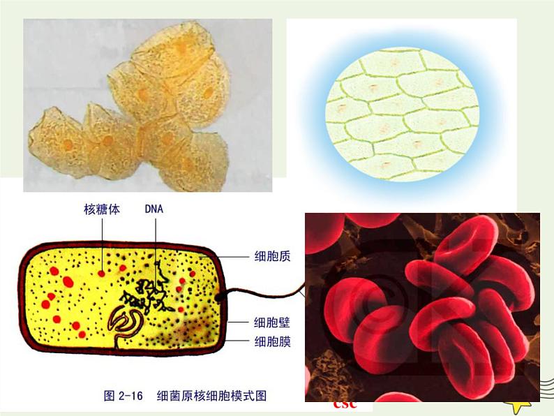 新人教版高中生物必修1第三单元细胞膜的结构和功能课件第5页