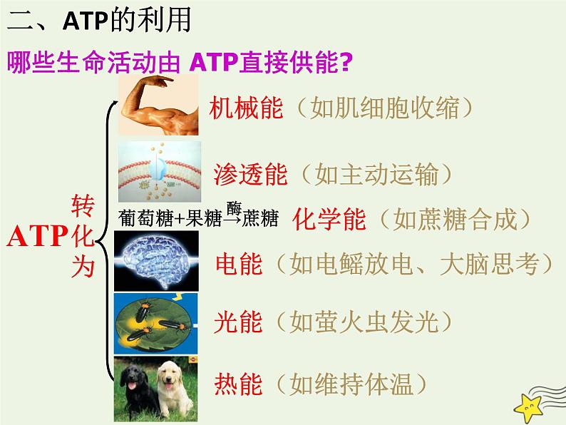 新人教版高中生物必修1第五单元细胞的能量“货币”ATP课件第7页