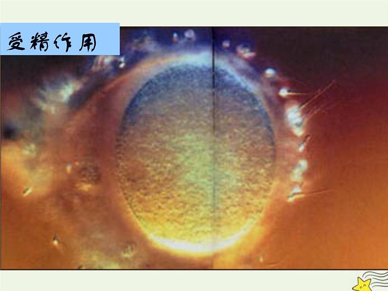 新人教版高中生物必修1第六单元细胞的分化课件第2页