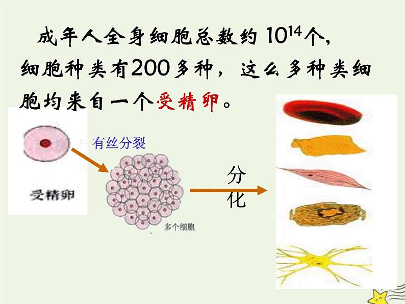 新人教版高中生物必修1第六单元细胞的分化课件第6页