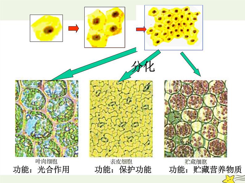 新人教版高中生物必修1第六单元细胞的分化课件第8页