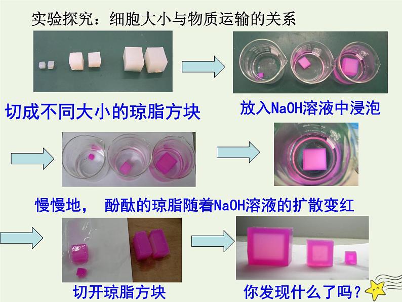 新人教版高中生物必修1第六单元细胞的增殖课件第4页