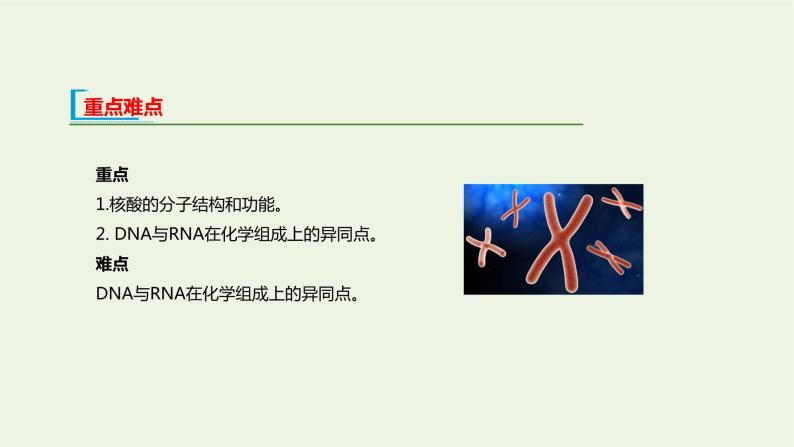 新人教版高中生物必修1第2章组成细胞的分子第5节核酸是遗传信息的携带者课件03