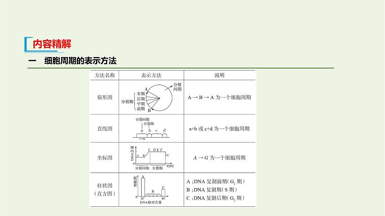 新人教版高中生物必修1第6章细胞的生命历程第1节细胞的增殖课件07