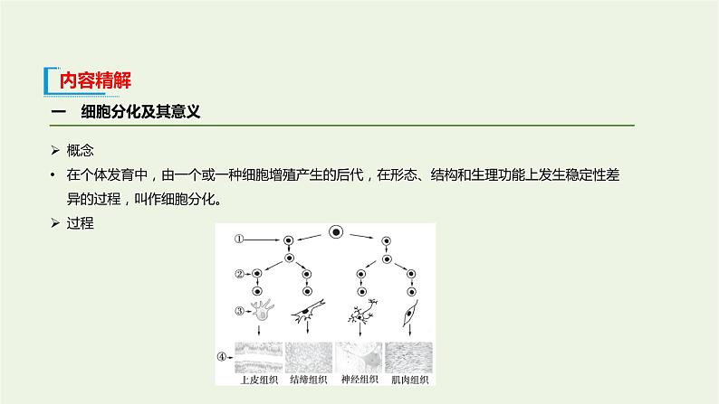 新人教版高中生物必修1第6章细胞的生命历程第2节细胞的分化课件第7页