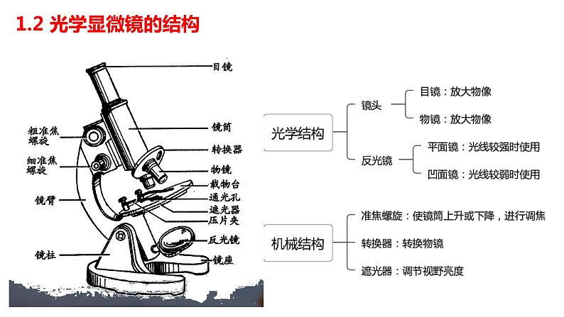 1.2细胞的多样性和统一性课件2022-2023学年高一上学期生物人教版必修106