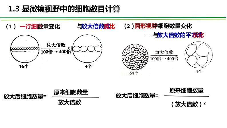 1.2细胞的多样性和统一性课件2022-2023学年高一上学期生物人教版必修108