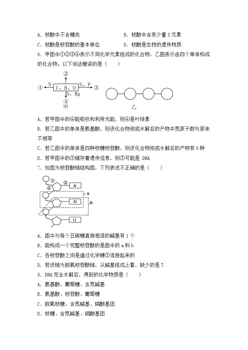 2.5《核酸是遗传信息的携带者》课件+教案+练习02