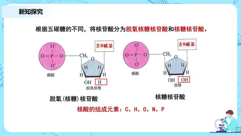 2.5《核酸是遗传信息的携带者》课件+教案+练习08