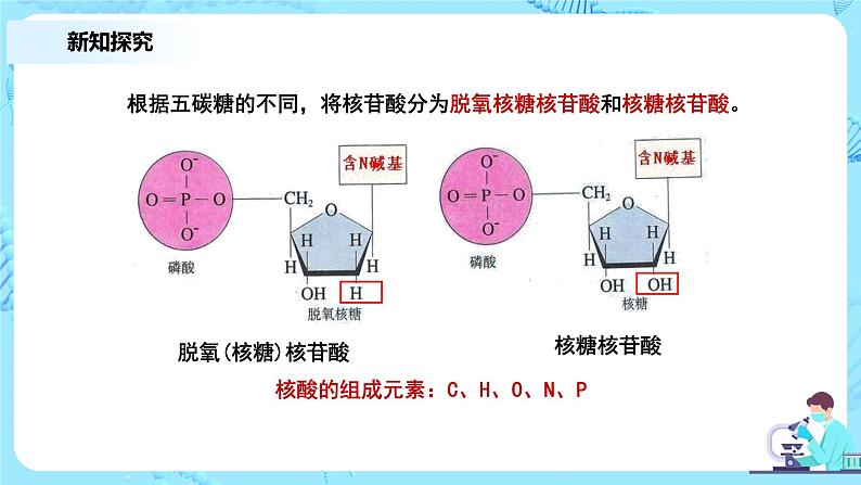 2.5《核酸是遗传信息的携带者》课件+教案+练习08