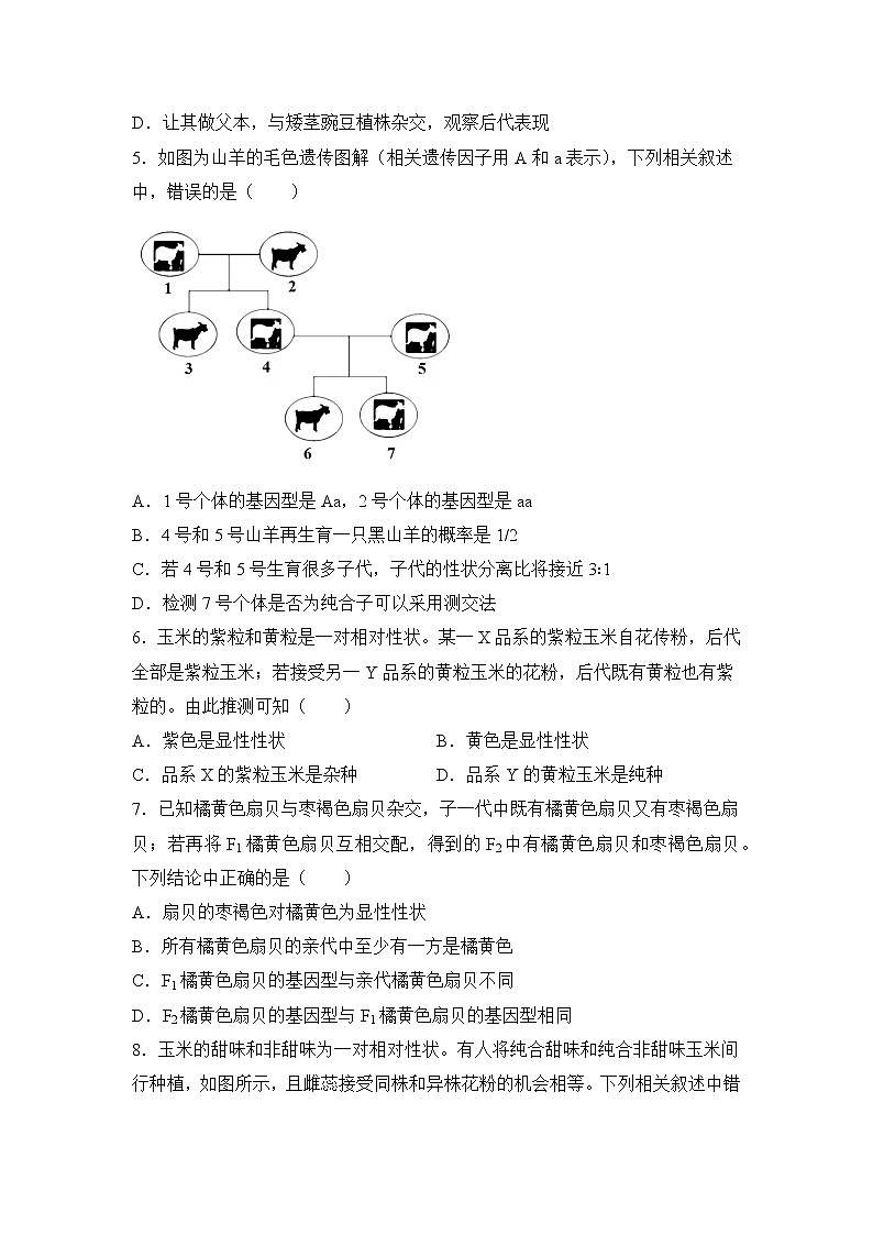 2021-2022学年下学期高一生物暑假巩固练习1 孟德尔的豌豆杂交实验（一）02