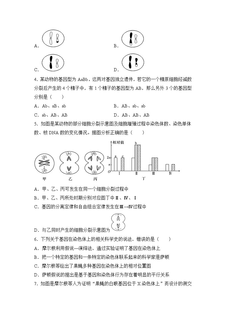 2021-2022学年下学期高一生物暑假巩固练习3 减数分裂和受精作用  基因在染色体上02