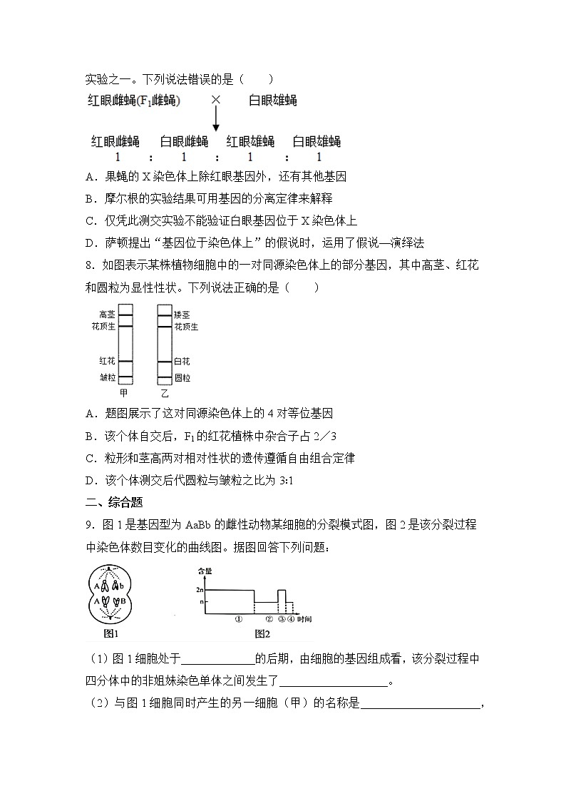 2021-2022学年下学期高一生物暑假巩固练习3 减数分裂和受精作用  基因在染色体上03