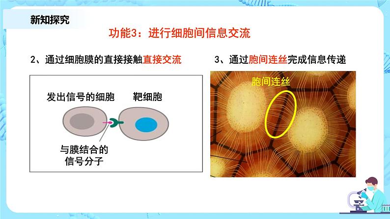 3.1《细胞膜的结构和功能》教案+课件+练习07