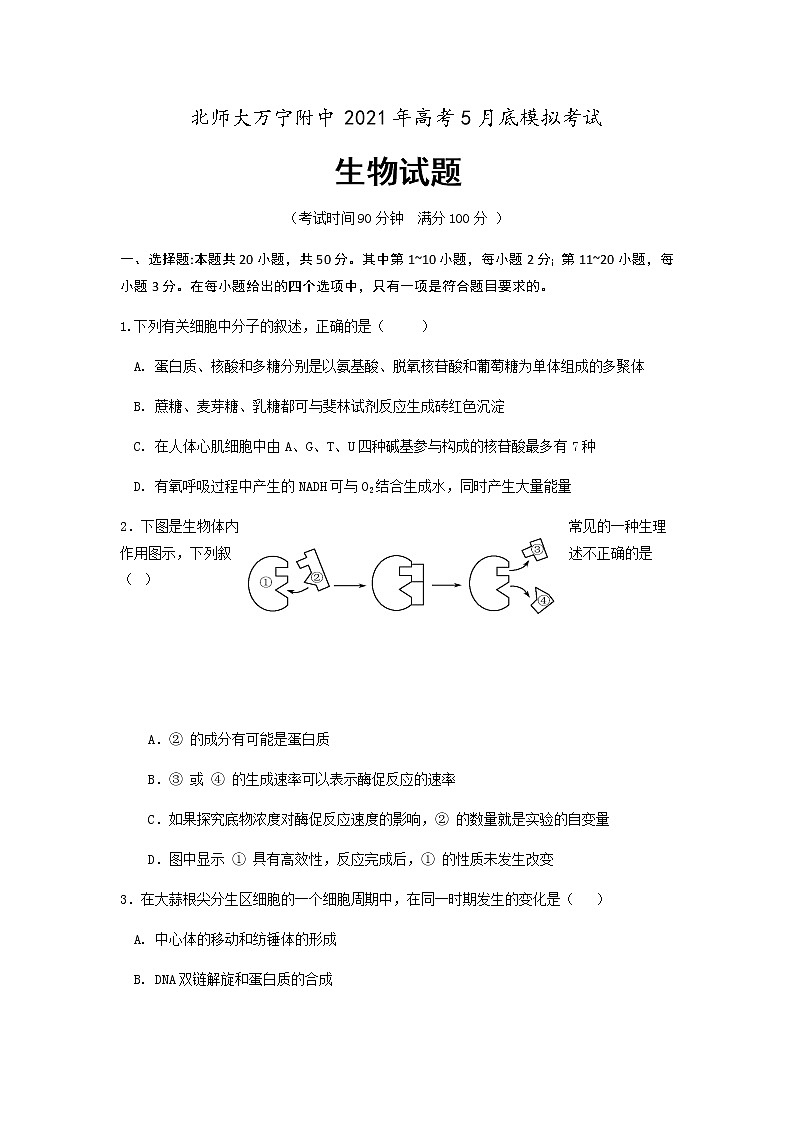 2021北师大万宁附中高三下学期5月底模拟考试生物试题含答案01