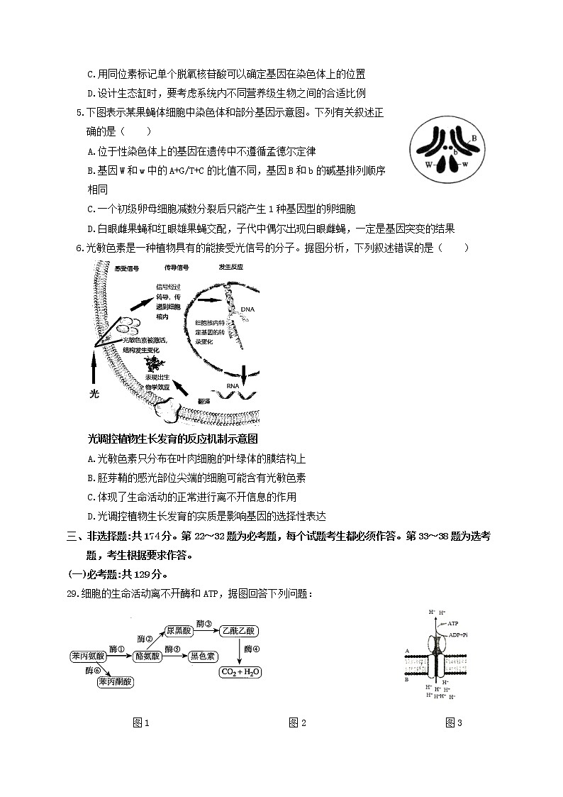 2021省大庆铁人中学高三下学期5月第四次模拟考试生物试题含答案02