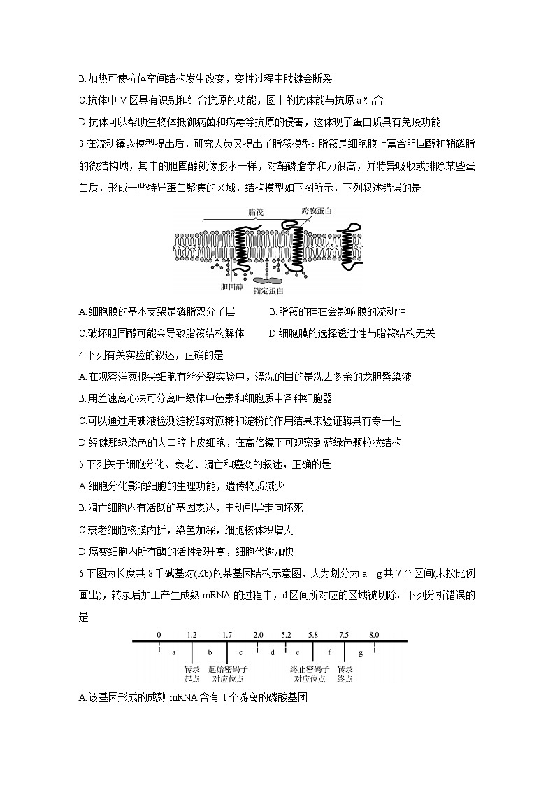 2021河北省高三下学期3月二轮复习联考（一）生物含答案 试卷02