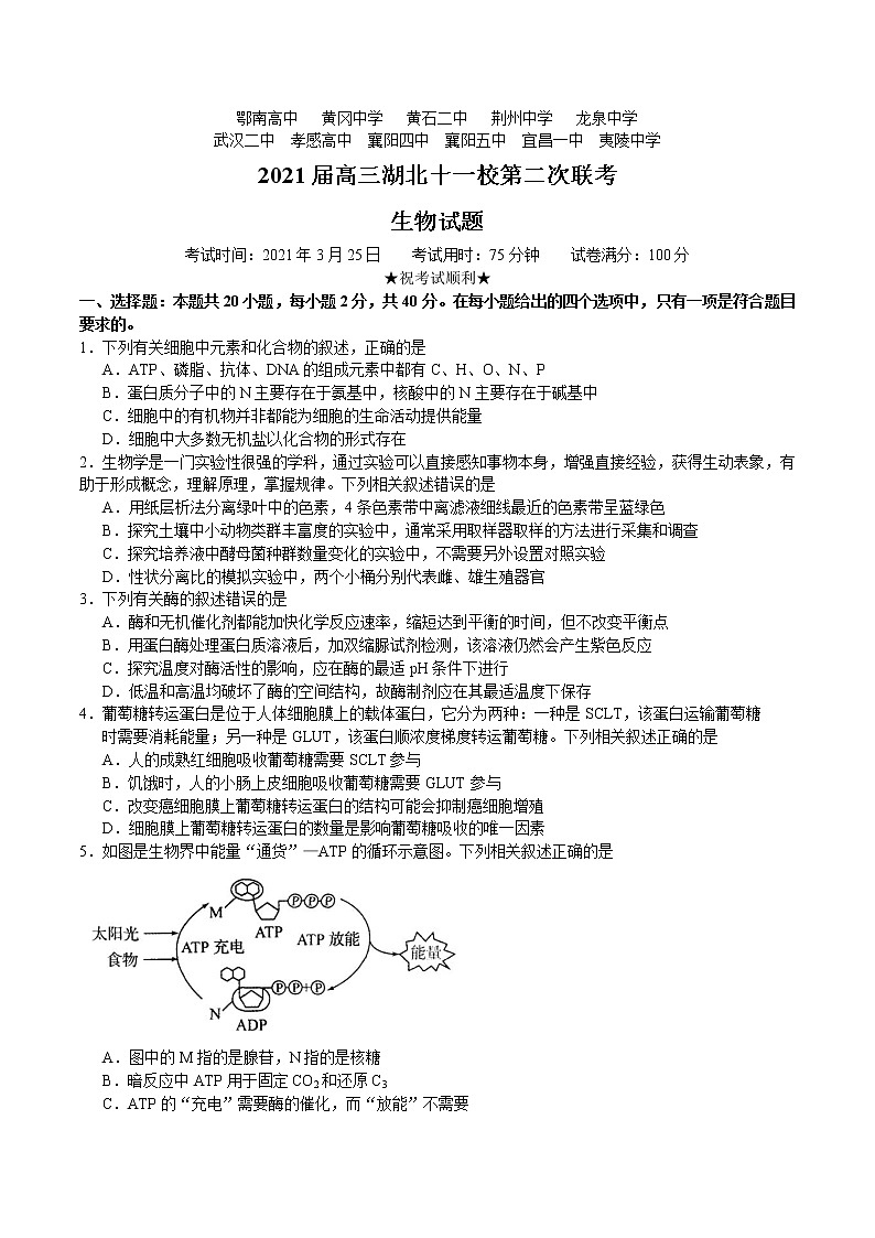 2021湖北省十一校高三下学期3月第二次联考生物试题含答案第1页
