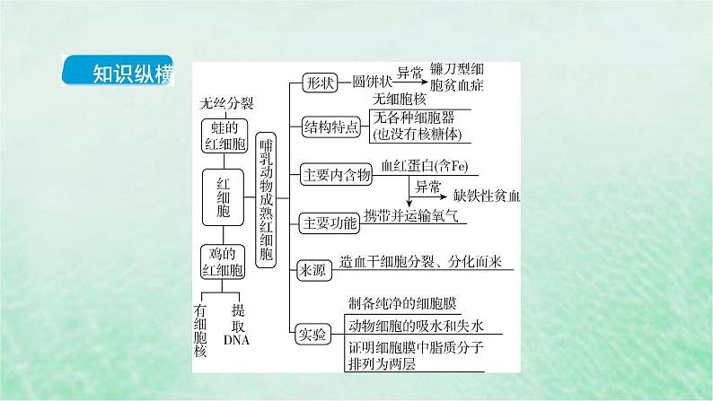 高考生物二轮复习热点专训4红细胞课件第2页