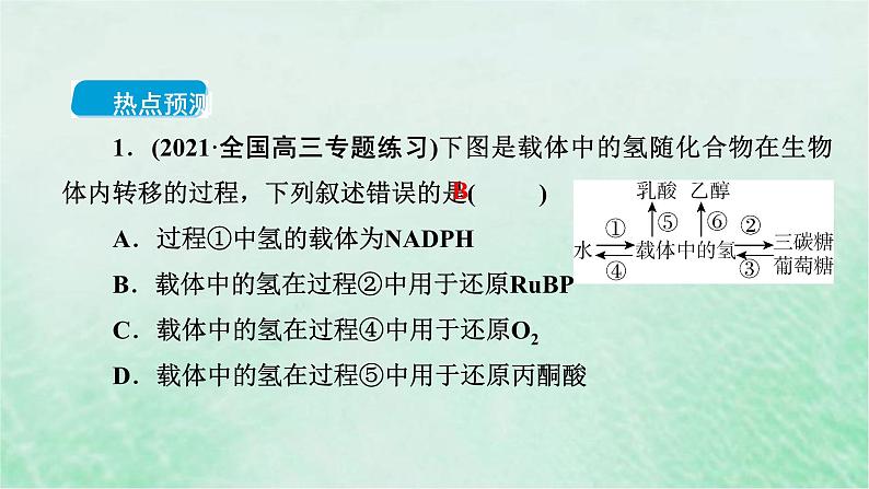 高考生物二轮复习热点专训8载体课件第4页