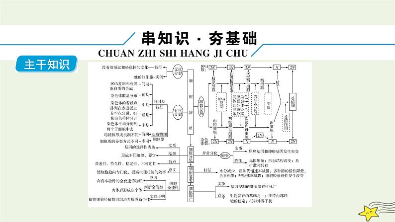 高考生物二轮复习板块1以细胞为核心的细胞系统专题4细胞的生命历程课件第6页