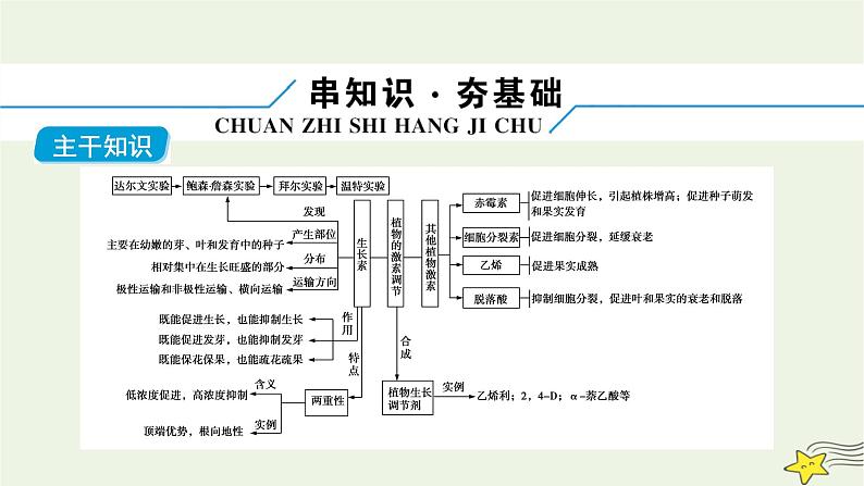 高考生物二轮复习板块3以调节为基础的稳态系统专题10植物的激素调节课件第6页