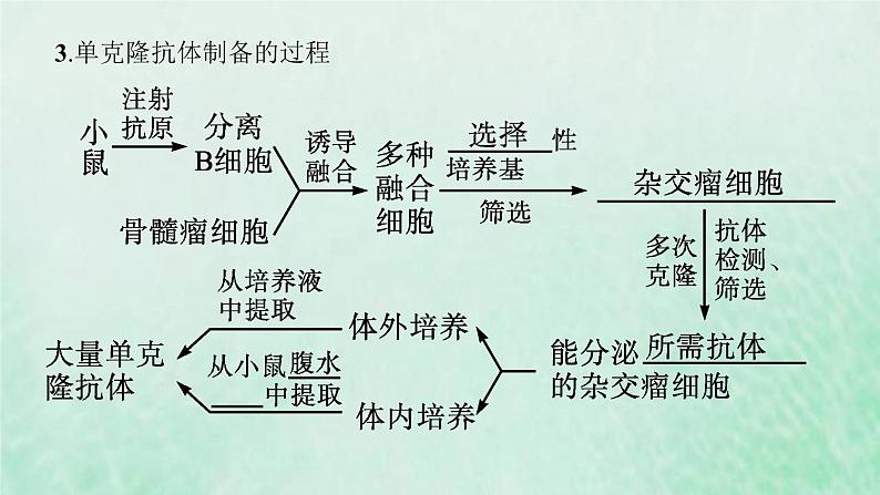 新人教版高中生物选择性必修3第二章细胞工程第2节第2课时动物细胞融合技术与单克鹿体课件第6页