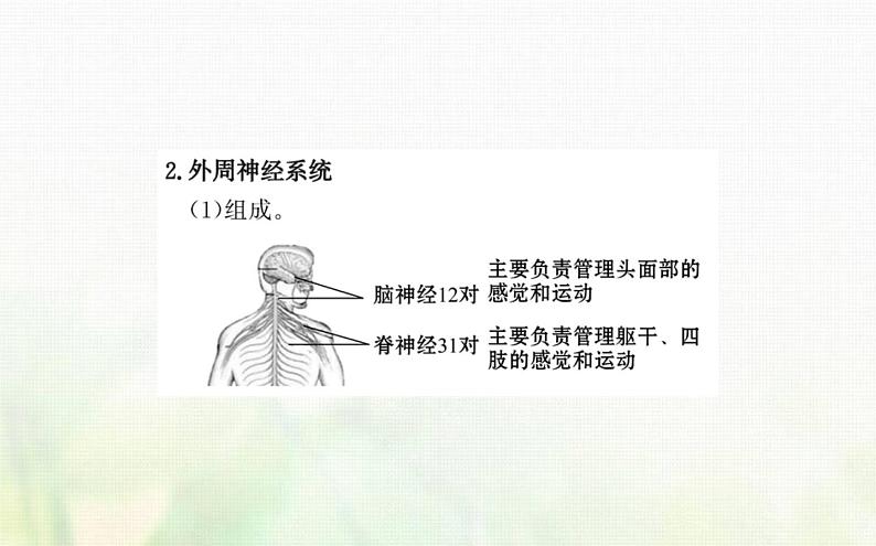 新人教版高中生物选择性必修1第2章神经调节第1节神经调节的结构基次件第4页