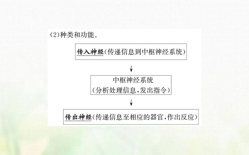 新人教版高中生物选择性必修1第2章神经调节第1节神经调节的结构基次件第5页