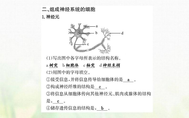 新人教版高中生物选择性必修1第2章神经调节第1节神经调节的结构基次件第8页