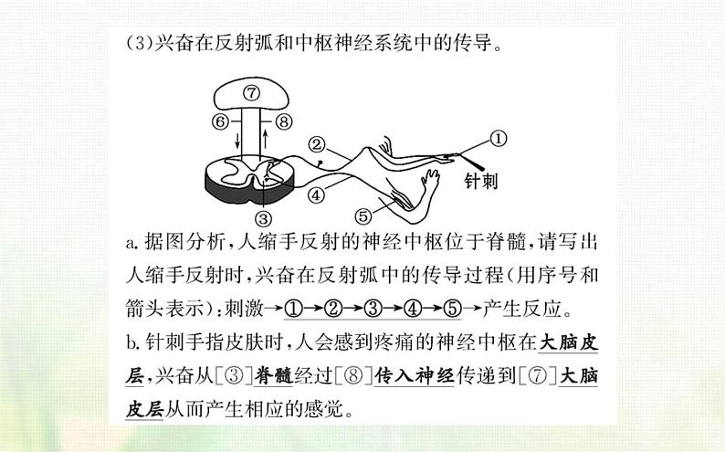 新人教版高中生物选择性必修1第2章神经调节第2节神经调节的基本方式课件06