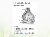 新人教版高中生物选择性必修1第2章神经调节第3节神经冲动的产生和传导课件