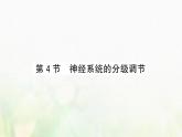 新人教版高中生物选择性必修1第2章神经调节第4节神经系统的分级调节课件