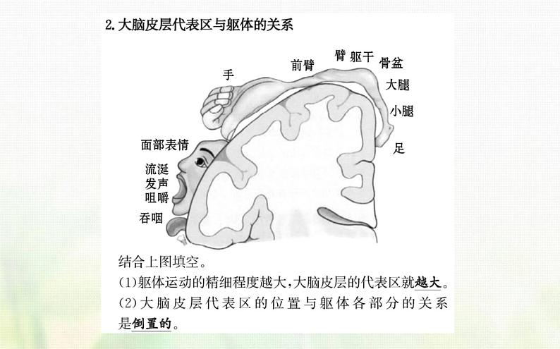 新人教版高中生物选择性必修1第2章神经调节第4节神经系统的分级调节课件04