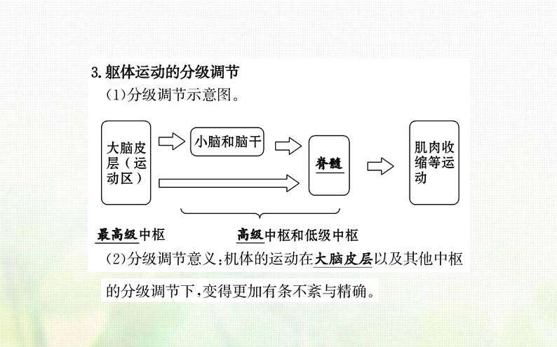 新人教版高中生物选择性必修1第2章神经调节第4节神经系统的分级调节课件05