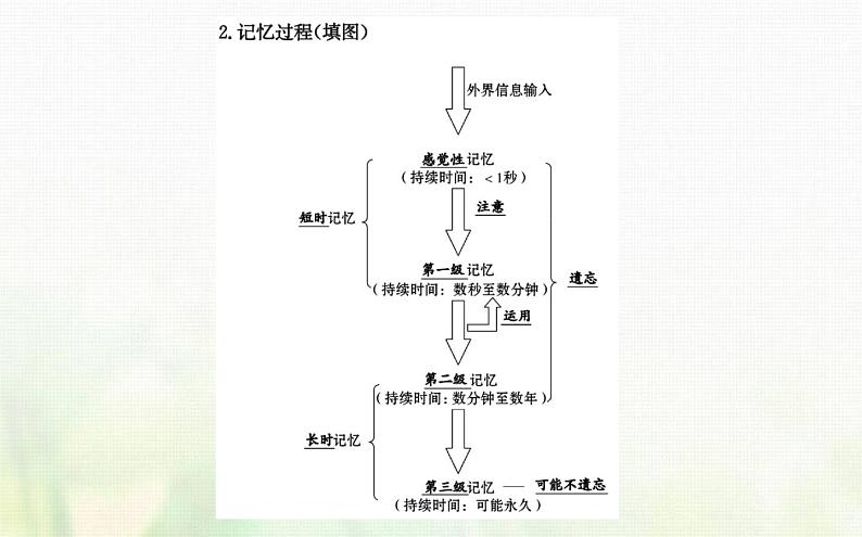 新人教版高中生物选择性必修1第2章神经调节第5节人脑的高级功能课件05