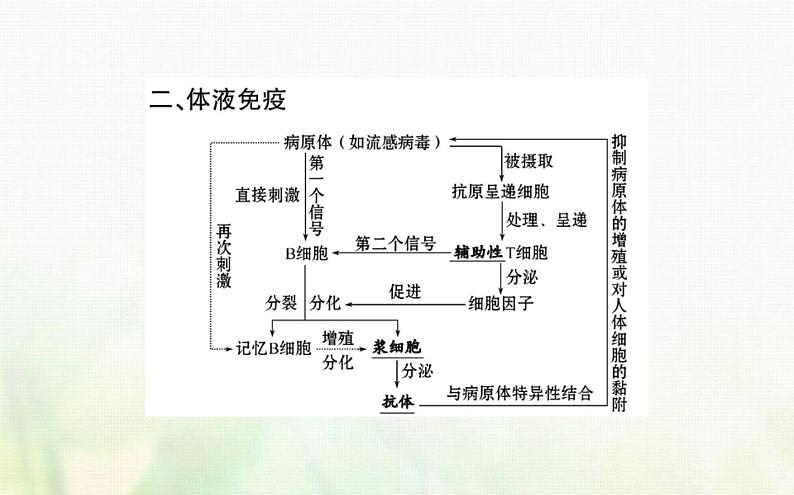 新人教版高中生物选择性必修1第4章免疫调节第2节特异性免疫课件05