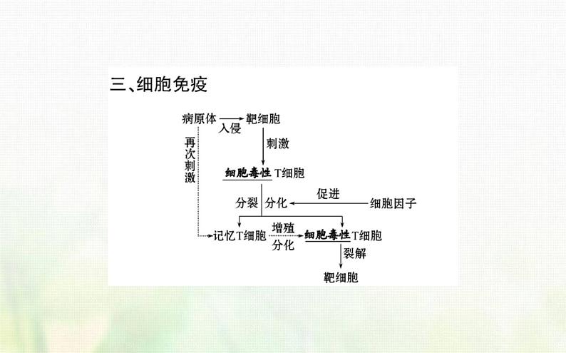 新人教版高中生物选择性必修1第4章免疫调节第2节特异性免疫课件08