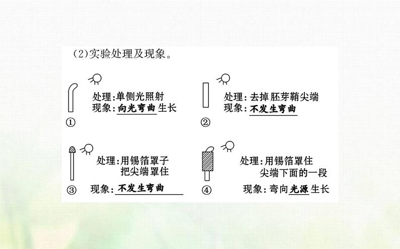 新人教版高中生物选择性必修1第5章植物生命活动的调节第1节植物生长素课件第4页