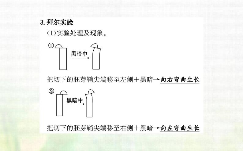 新人教版高中生物选择性必修1第5章植物生命活动的调节第1节植物生长素课件第7页