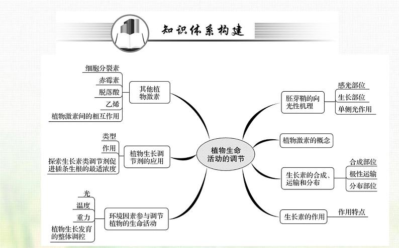 新人教版高中生物选择性必修1第5章植物生命活动的调节阶段复习课课件02