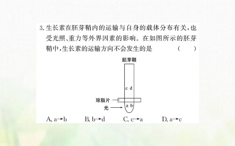 新人教版高中生物选择性必修1第5章植物生命活动的调节阶段复习课课件06