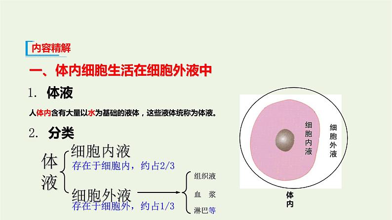 新人教版高中生物选择性必修1第1章人体的内环境与稳态第1节细胞生活的环境课件07