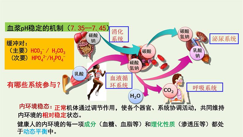 新人教版高中生物选择性必修1第1章人体的内环境与稳态第2节内环境的稳态课件05