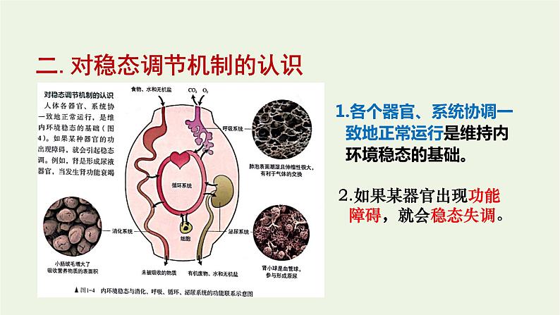 新人教版高中生物选择性必修1第1章人体的内环境与稳态第2节内环境的稳态课件06