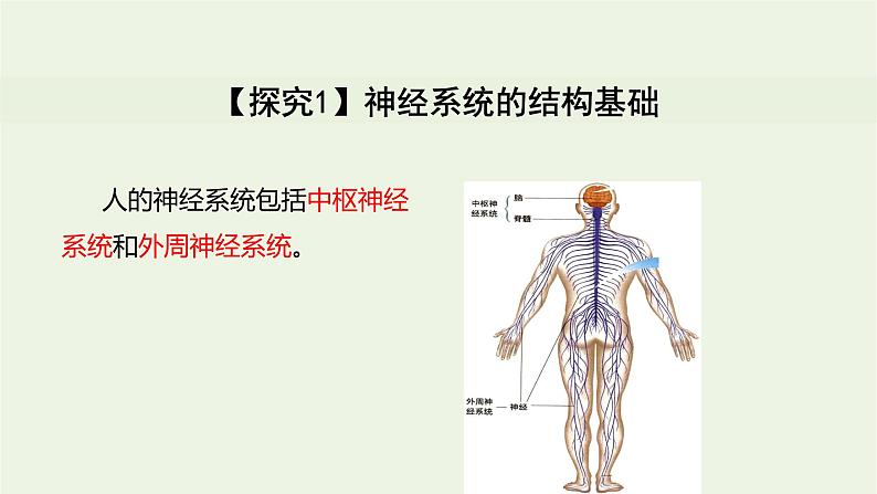 新人教版高中生物选择性必修1第2章神经调节第1节神经调节的结构基础课件06