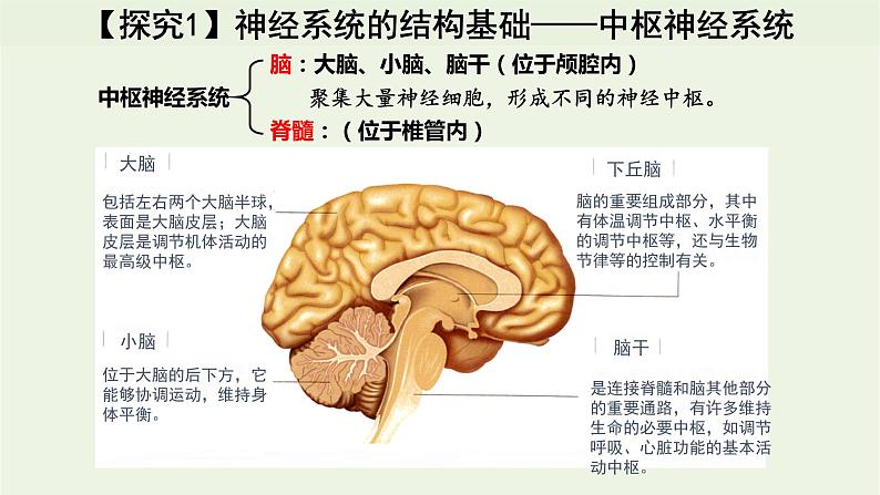 新人教版高中生物选择性必修1第2章神经调节第1节神经调节的结构基础课件07