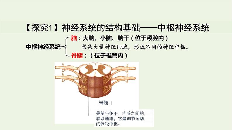 新人教版高中生物选择性必修1第2章神经调节第1节神经调节的结构基础课件08