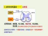 新人教版高中生物选择性必修1第2章神经调节第2节神经调节的基本方式课件